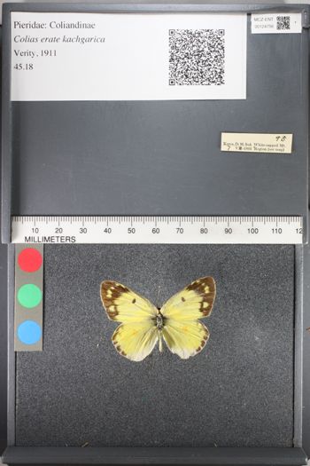 Media type: image;   Entomology 124756